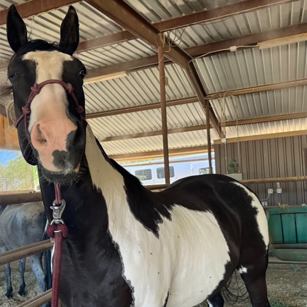 Lucky Dinero Lucky Dinero